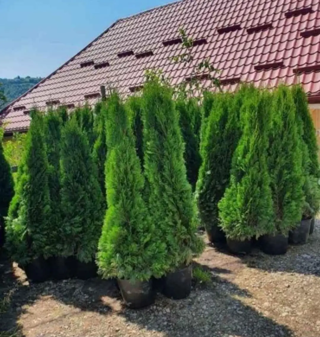 Plante ornamentale de vânzare, în ghivece