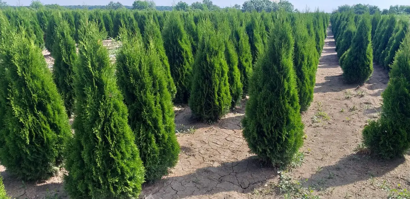Conifere pentru gard viu, gata de plantat
