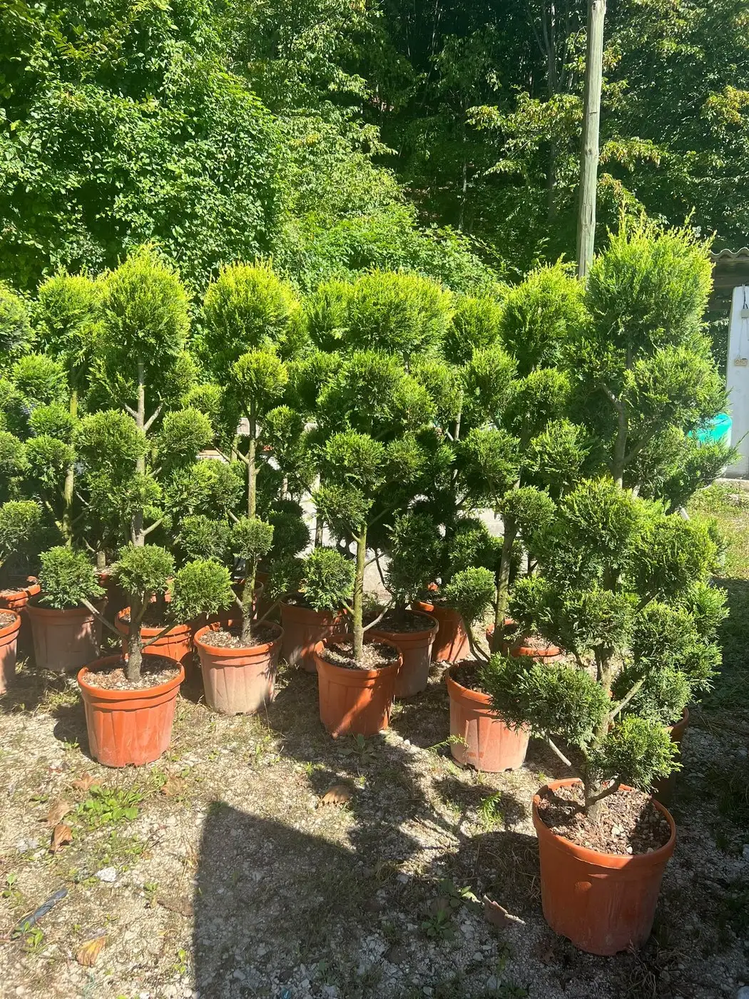 Plante tunse în forme, pe trunchi