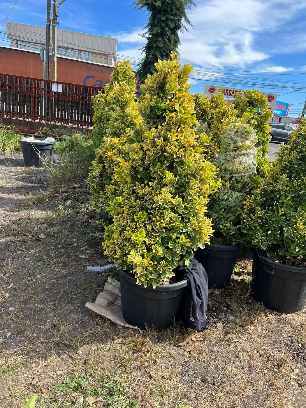Pomi decorativi pregătiți pentru plantare